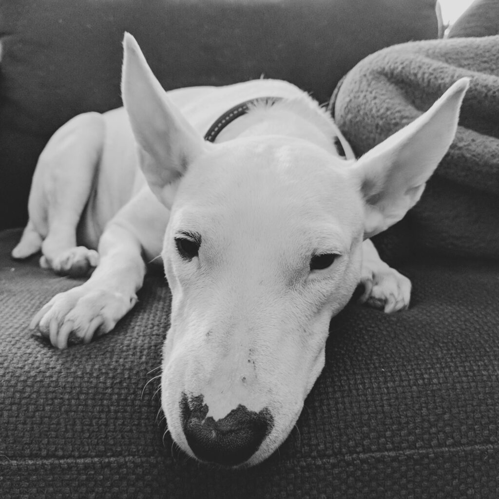 Bull terrier dog