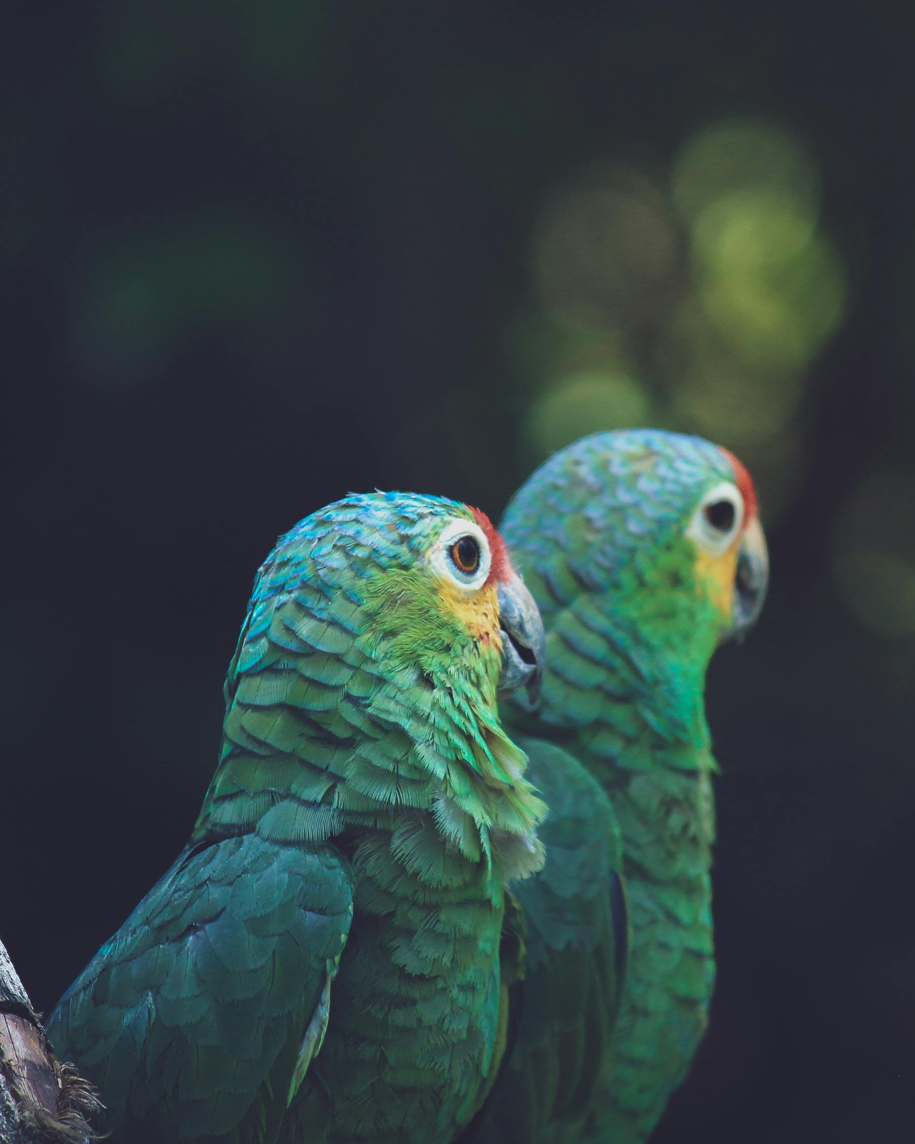 Parrots