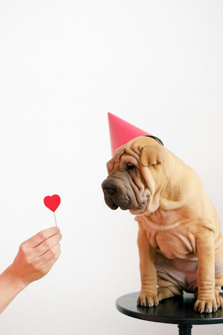 Shar pei