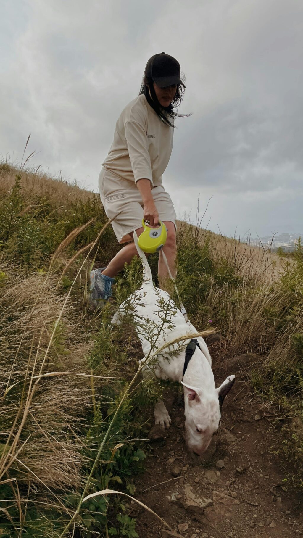 bull terrier