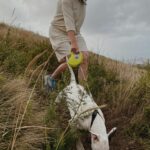 bull terrier