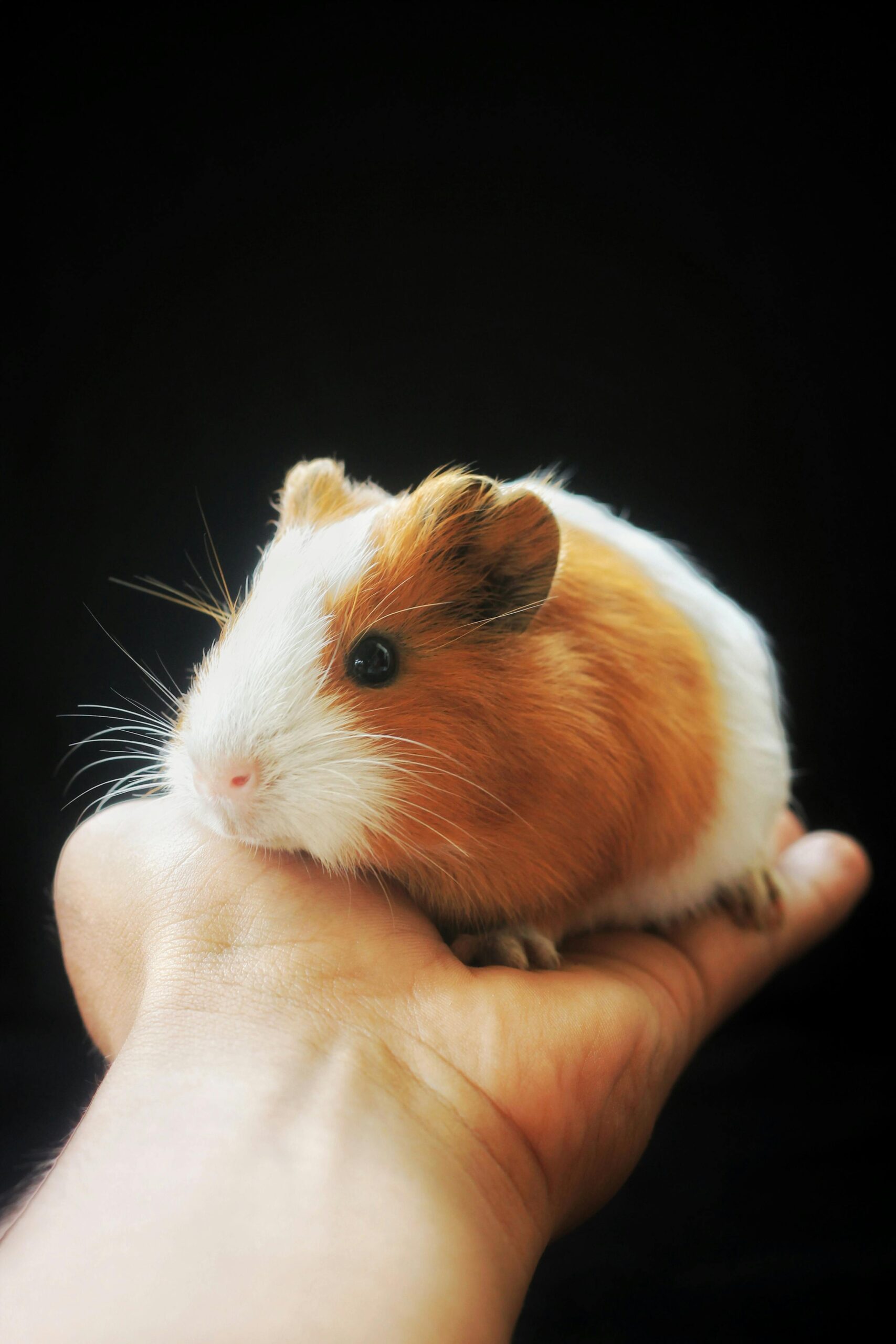 guinea pigs