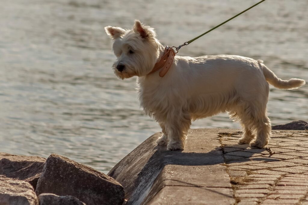 terrier highland