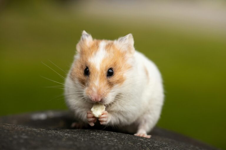 Hamster_