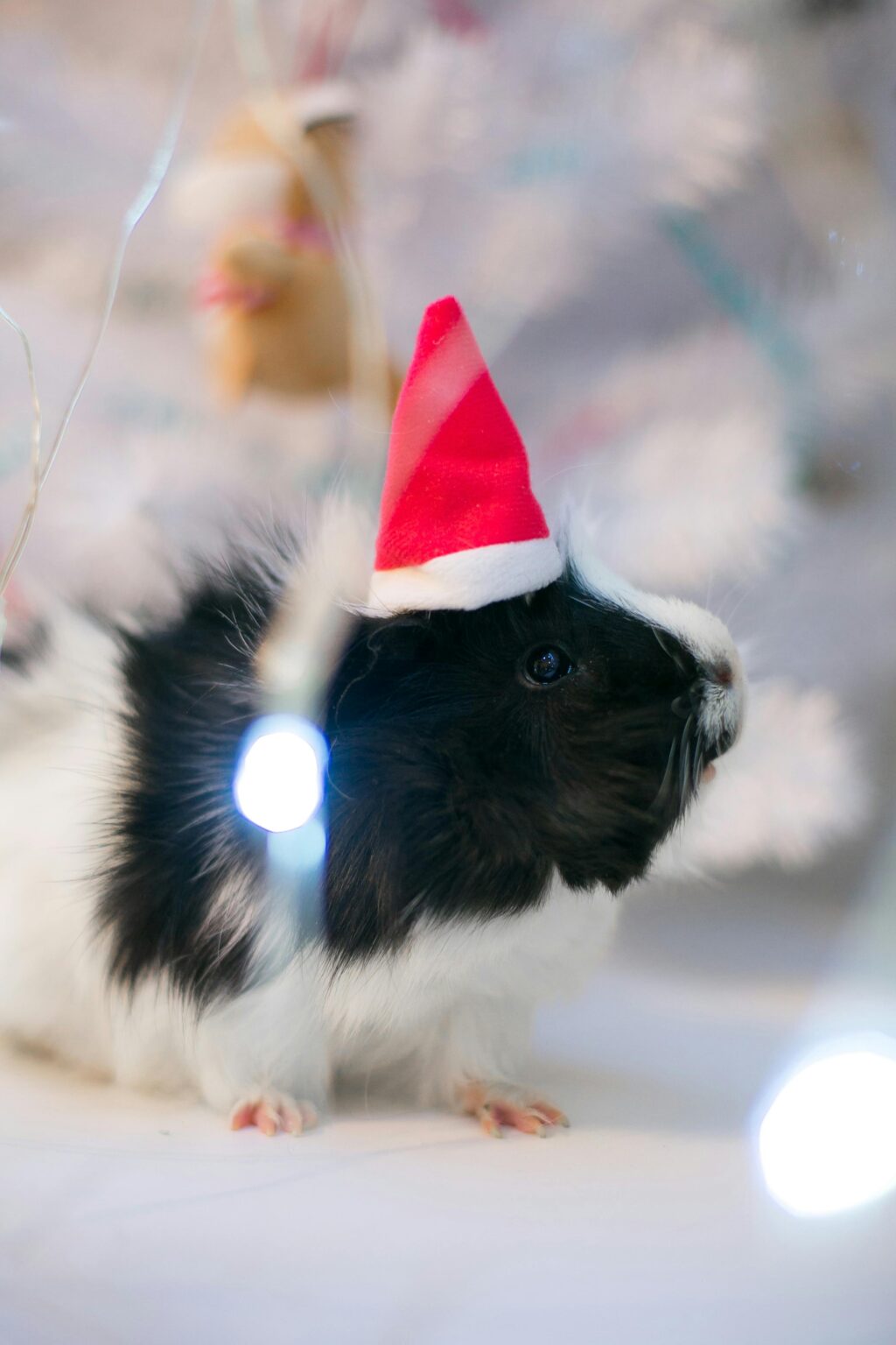 guinea-pig