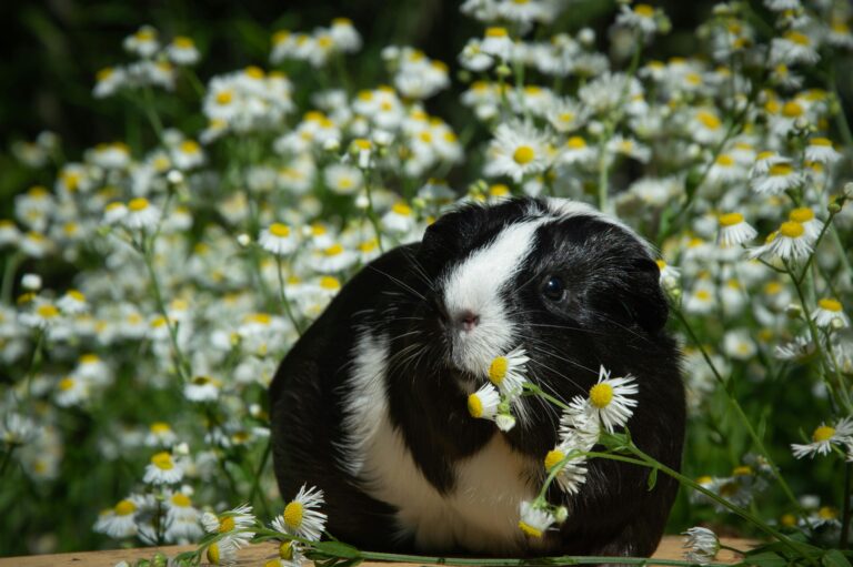 guinea pig