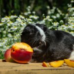 guinea-pig