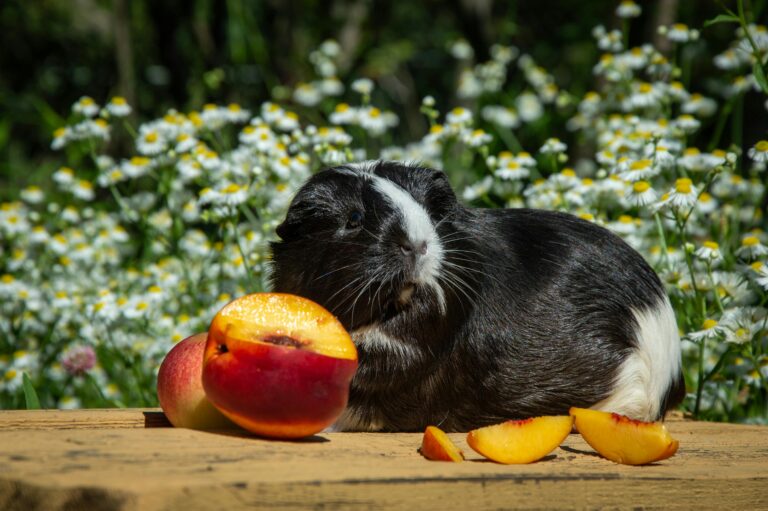 guinea-pig