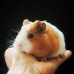 guinea pig