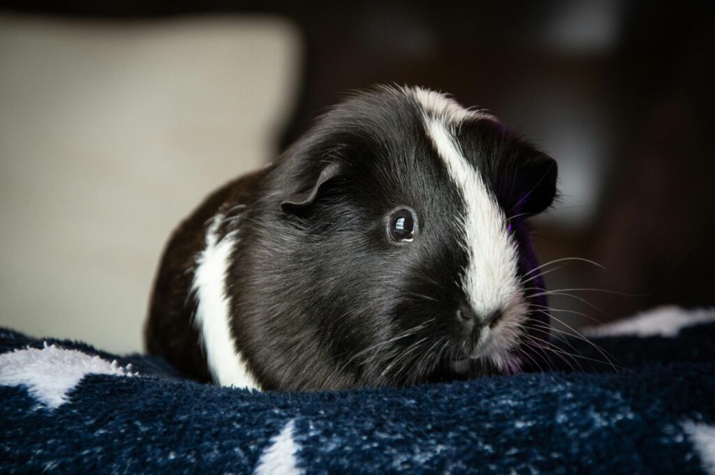 guinea pig