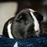 guinea pig